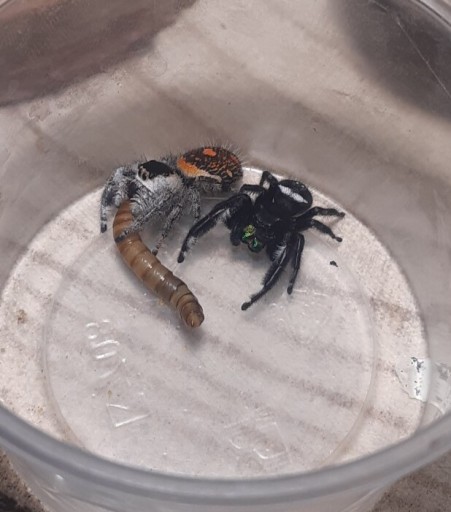 Zdjęcie oferty: Skakun królewski L4/L5 Phidippus regius Soroa x5