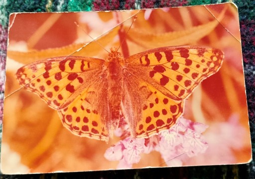 Zdjęcie oferty: pocztówki motyl prl 