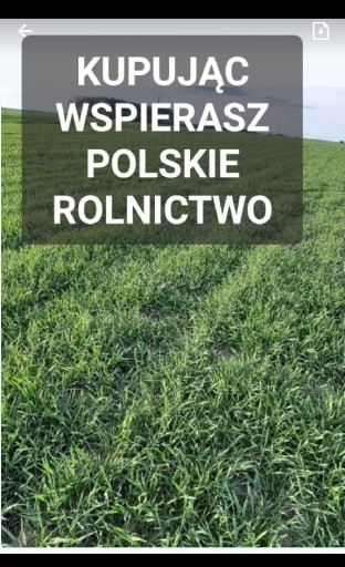 Zdjęcie oferty: Żyto ozime na poplon ziarno poplon 20 kg POLSKIE ŻYTO