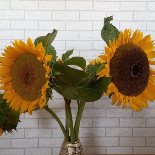 Zdjęcie oferty: Kwiaty słonecznika Z DOWOZEM - woj. Lubelskie