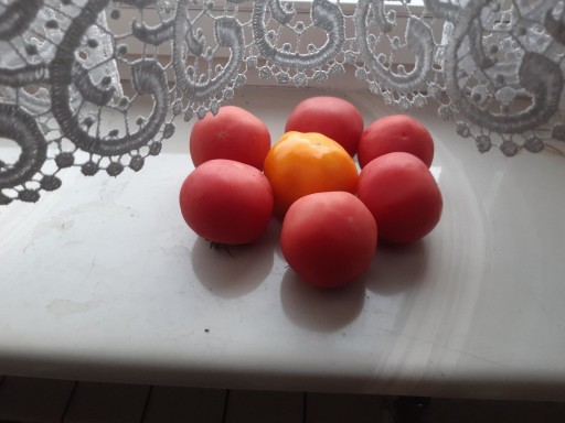 Zdjęcie oferty: Pomidory malinowe nasiona czerwone  1g