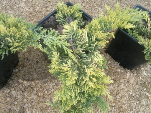 Zdjęcie oferty: Jałowiec płożący Golden Carpet Juniperus