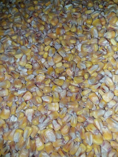 Zdjęcie oferty: Kukurydza od rolnika ziarno całe,dla kur gołębi 