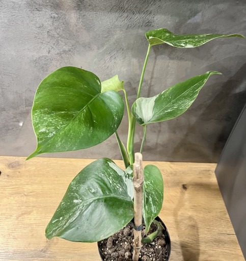 Zdjęcie oferty: Monstera Deliciosa Variegata CAŁA roślina 40cm