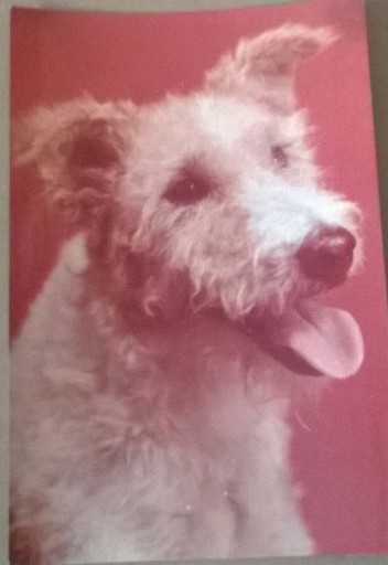 Zdjęcie oferty: Foxterrier Ostrowłosy Stara Kartka Pocztowa 1974 r