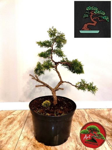 Zdjęcie oferty: Piękny Jałowiec formowany na wzór bonsai 60cm