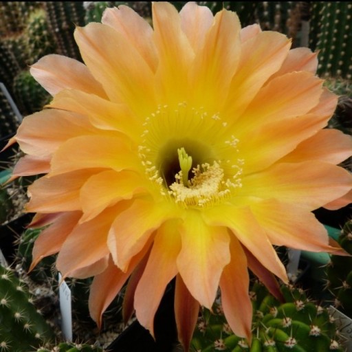 Zdjęcie oferty: kaktus Echinopsis hybryd 3-2008