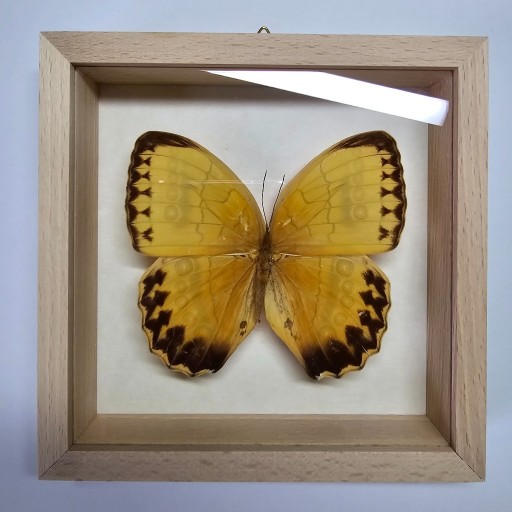 Zdjęcie oferty: Motyl w gablotce Stichophthalma Howqua