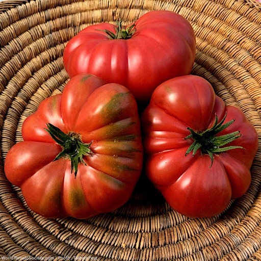 Zdjęcie oferty: Pomidor Polish Giant nasiona kolekcjonerskie