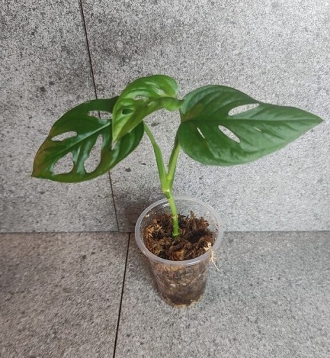 Zdjęcie oferty: Monstera esquleto 