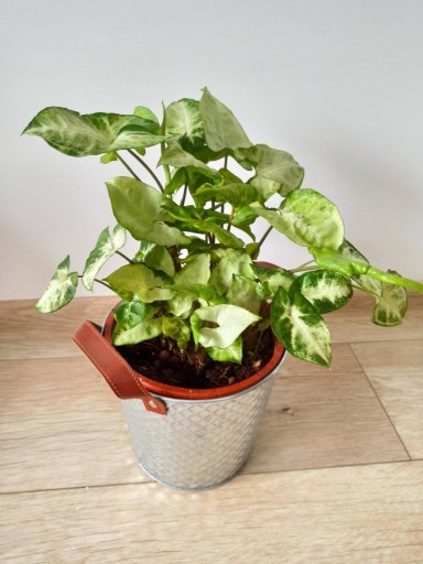 Zdjęcie oferty: Syngonium Zroślicha