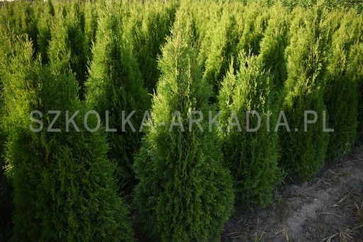 Zdjęcie oferty: Tuja Smaragd Szmaragd Thuja, Żywotnik, 140cm-180cm