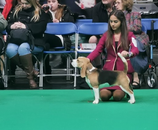 Zdjęcie oferty: BEAGLE-mniejsze w typie szczeniaki, po championach