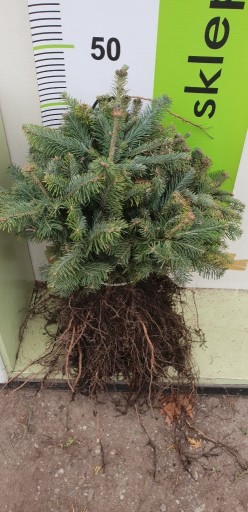 Zdjęcie oferty: Jodła Górska 4 letnia 20/30cm Abies Lasiocarpa