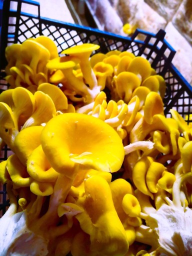 Zdjęcie oferty:  Boczniak cytrynowy żółty 0,5kg świeży 