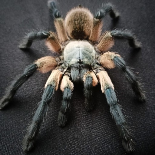 Zdjęcie oferty: Monocentropus balfouri 4DC 