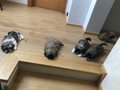 Zdjęcie oferty: Szczeniaki Shih tzu