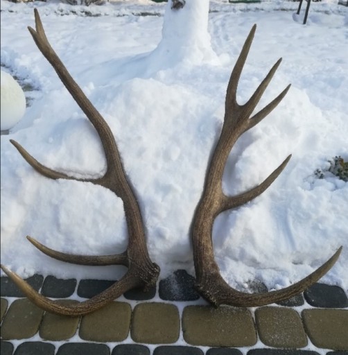Zdjęcie oferty: Poroże jelenia, Rogi, 80 cm