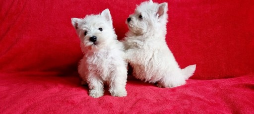 Zdjęcie oferty: West Highland White Terrier -  szczeniaki 