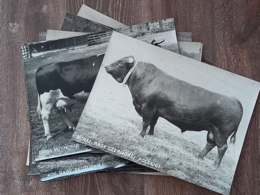 Zdjęcie oferty: Sygnowane zdjęcia zwierząt ,vintage