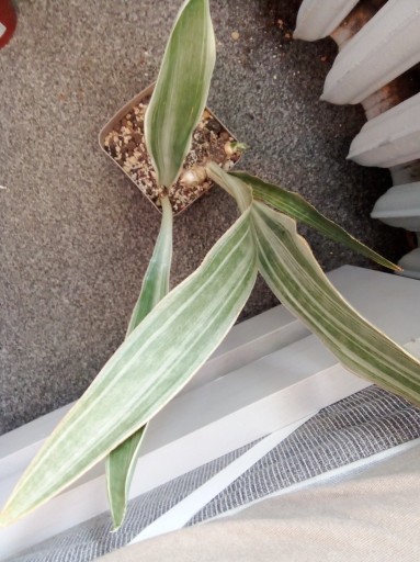 Zdjęcie oferty: Sansevieria Metallica Silver Siam