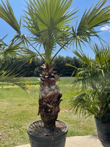 Zdjęcie oferty: Palma Washingtonia 