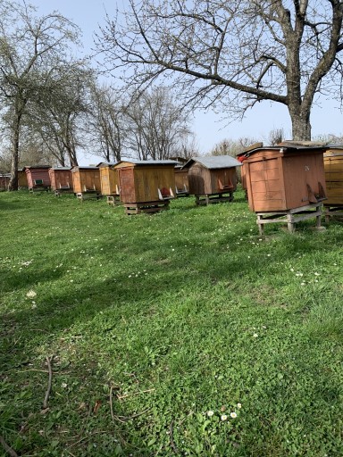 Zdjęcie oferty: Ule z pszczołami | ule warszawskie poszerzane