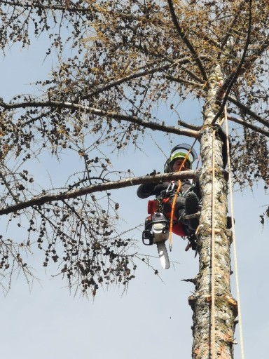 Zdjęcie oferty: Wycinka drzew metodą alpinistyczną