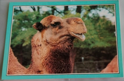 Zdjęcie oferty: pocztówka z wielbłądem