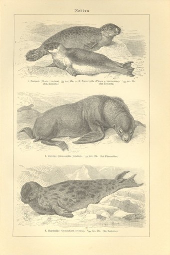 Zdjęcie oferty: Zwierzęta cz. 3   oryginalne XIX w. grafiki