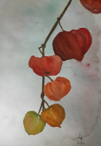 Zdjęcie oferty: obraz akwarela miechunka 1