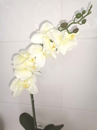 Zdjęcie oferty: Storczyk biały, Orchidea  52 cm, NOWY