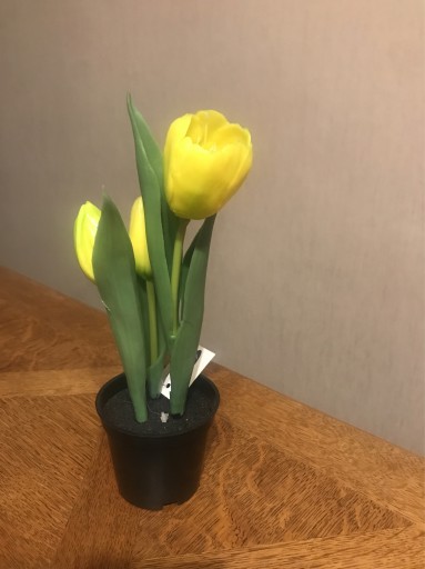 Zdjęcie oferty: Tulipany gumowe w doniczce