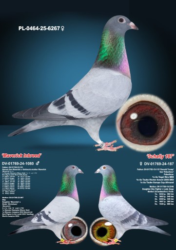 Zdjęcie oferty: Samica po Oryg. A&W Drapa Inbred Maverick x Inbred Pokerface 12x1 konk