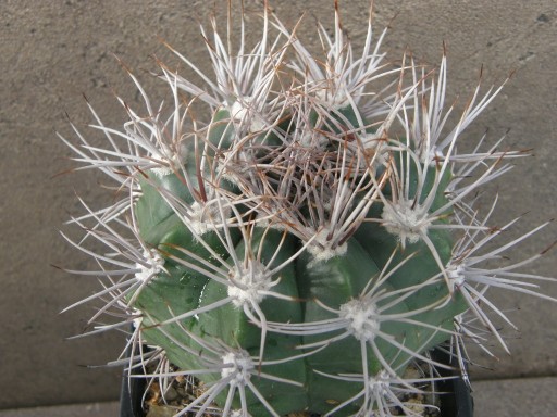 Zdjęcie oferty: 27-kaktusy- GYMNOCALYCIUM VALNICEKIANUM