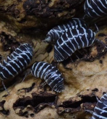 Zdjęcie oferty: Armadillidium-maculatum-Zebra