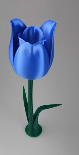 Zdjęcie oferty: Tulipan wielokolorowy