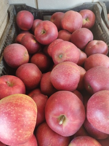 Zdjęcie oferty: Świeże jabłka Jonagored i Prince15 kg prosto od rolnika Pyszne, polskie