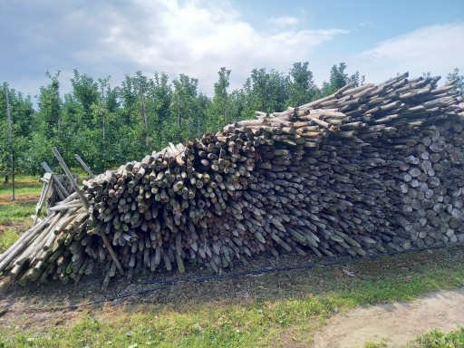 Zdjęcie oferty:  kołki sosnowe stare , z przeznaczeniem na opał 