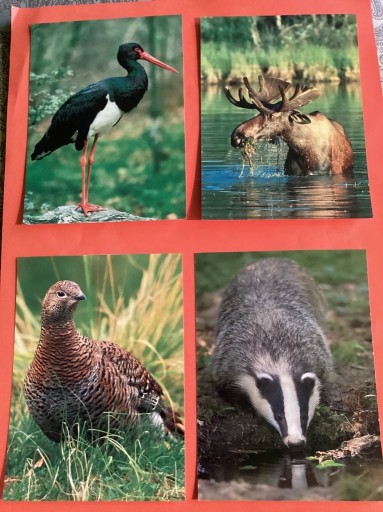 Zdjęcie oferty: D4707-D4718. POCZTÓWKI - „TAJEMNICE PUSZCZY - Fauna” - 12 szt. 
