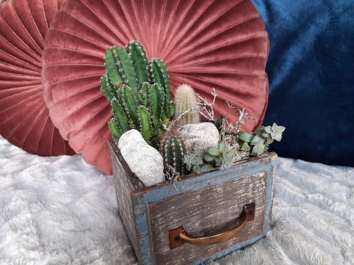 Zdjęcie oferty: Kompozycja sukulenty i kaktusy