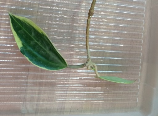 Zdjęcie oferty: Hoya hoja macrophylla albomarginata ukorzeniona 