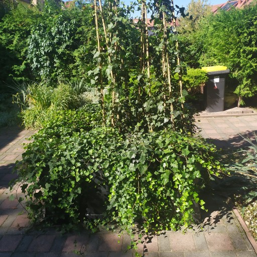 Zdjęcie oferty: Bluszcz hedera 300-400 cm w dużych donicach kępa 