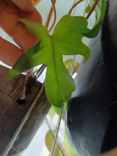 Zdjęcie oferty: Philodendron pedatum x squamiferum