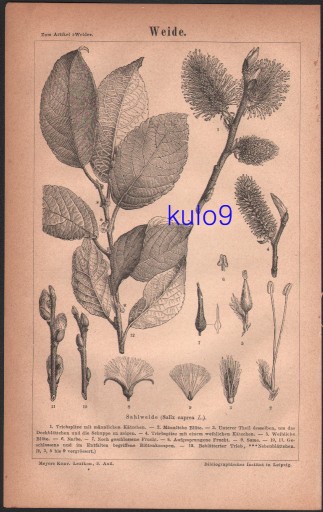 Zdjęcie oferty: DRZEWA WIERZBA litografia z 1874 roku ORYGINAŁ