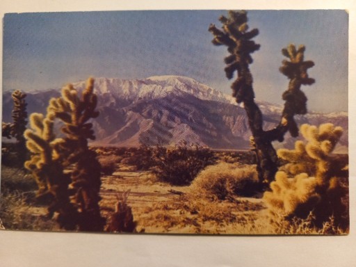 Zdjęcie oferty: Pocztówka USA Kaktus Pustynny