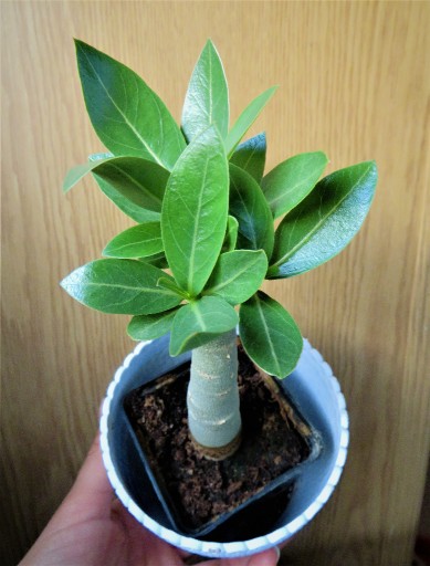 Zdjęcie oferty: Adenium arabicum sadzonka minibaobab róża pustyni