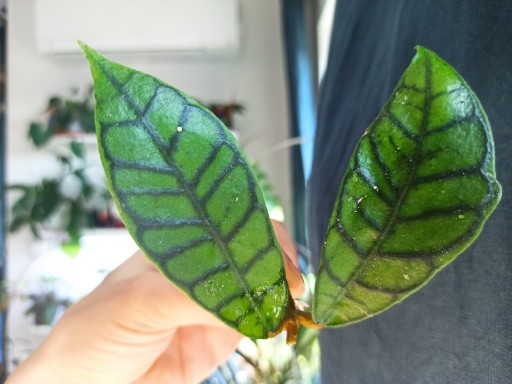 Zdjęcie oferty: Hoya Callistophylla