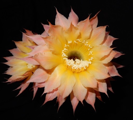 Zdjęcie oferty:  Echinopsis hybryd  Buttermilk