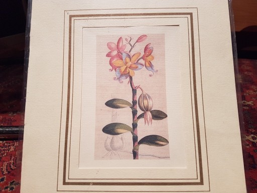 Zdjęcie oferty: Rycina  Orchidea - reprint z ilustracji 1821  